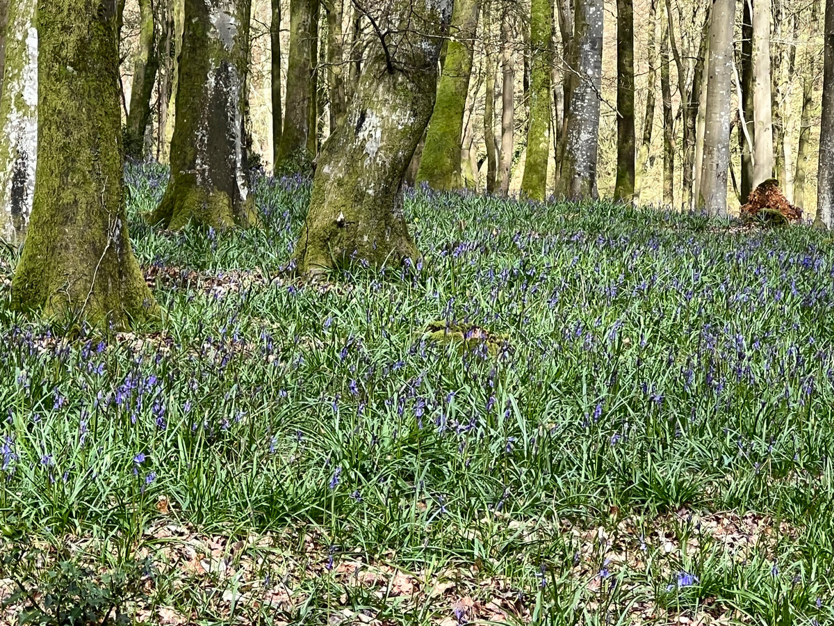 Blue Bell Gong Bath in Hammocks in the Cathedral of Trees- Gaunts House 18th April 12 noon - Scania Price