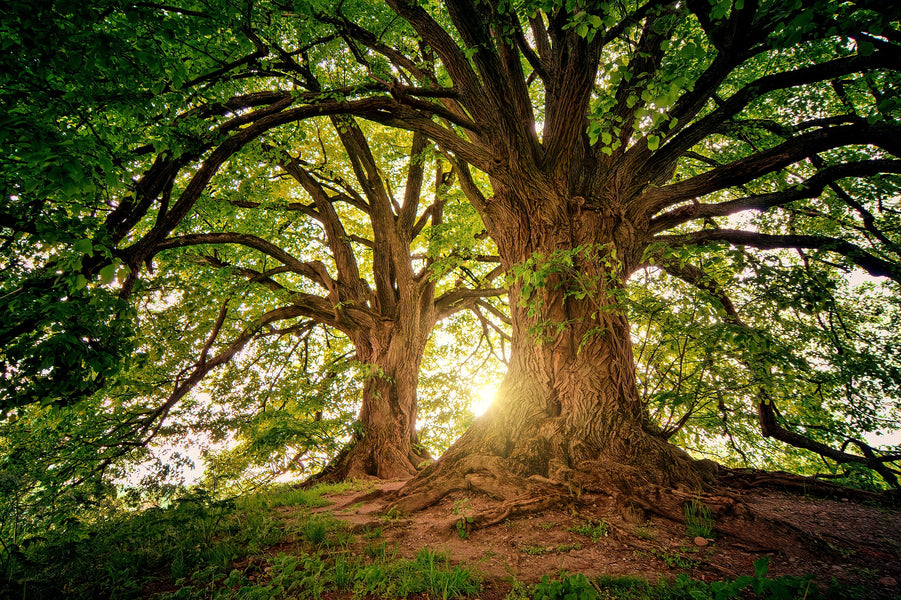 This is how I feel the trees
