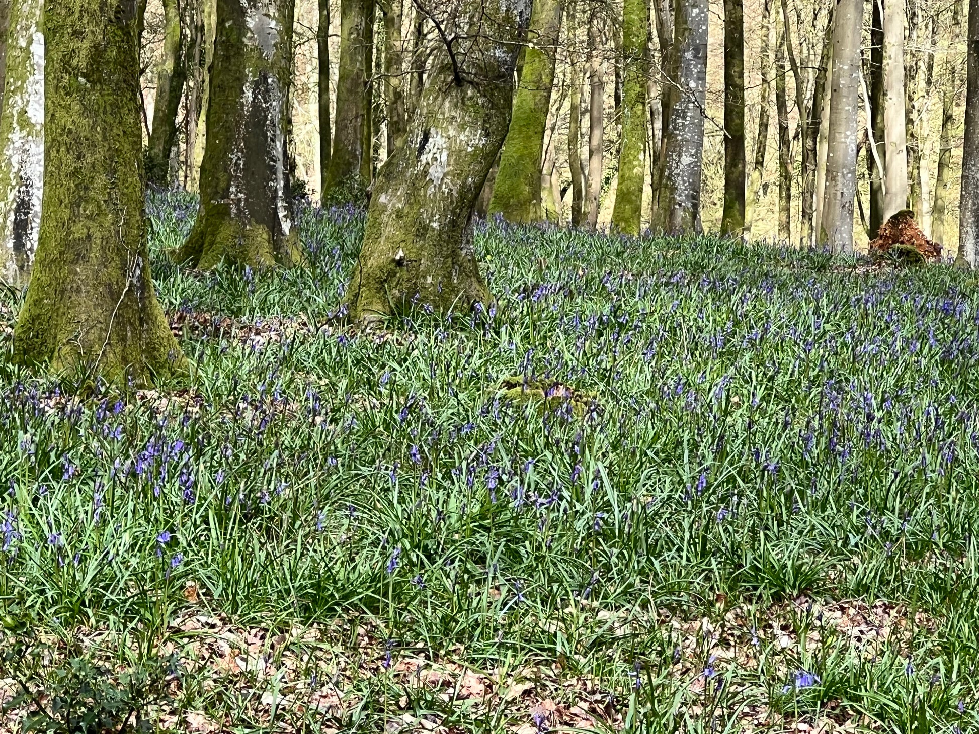 Blue Bell Gong Bath in Hammocks in the Cathedral of Trees- Gaunts House 18th April 12 noon - Scania Price